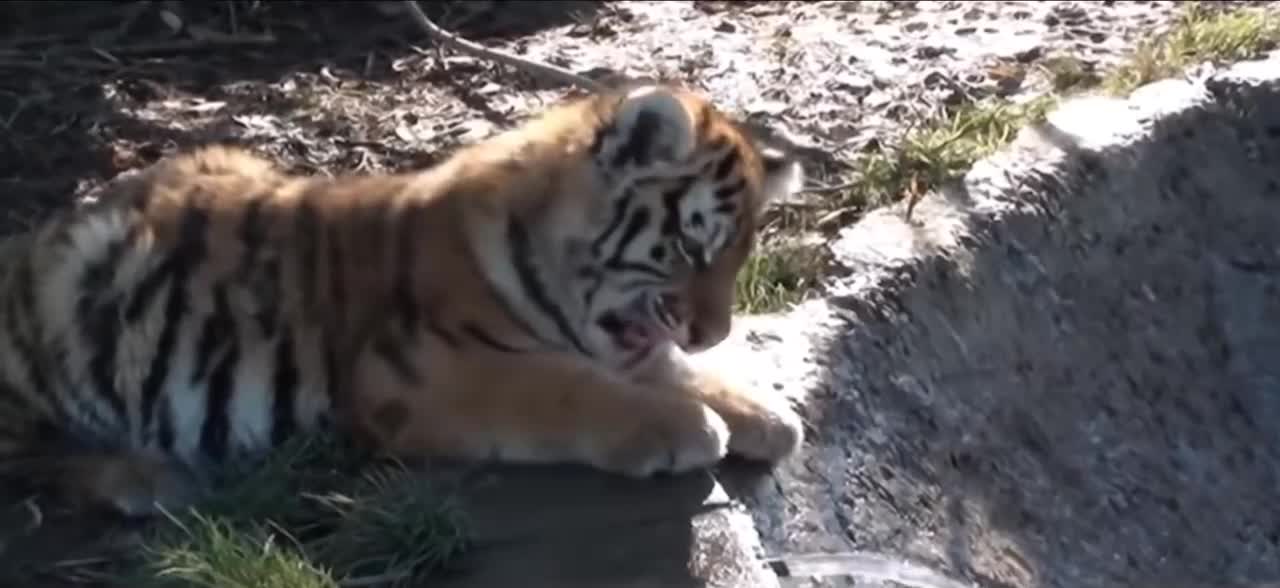 This is a timid tiger. It is afraid of the current