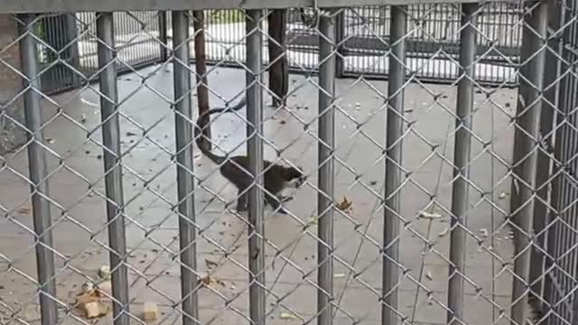 Funny Monkey saw a dog in the Abkhaz zoo and runs after it