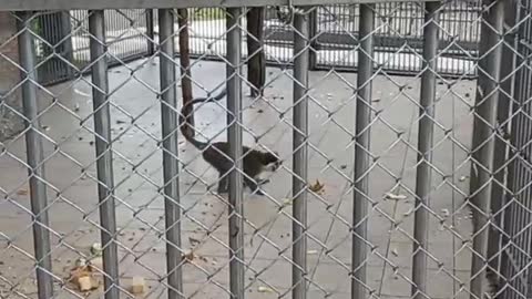 Funny Monkey saw a dog in the Abkhaz zoo and runs after it