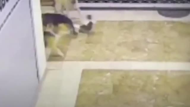 Dogs vs cat
