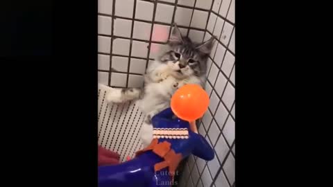 If YOU are HUMAN You WILL LAUGH at FUNNIEST Cat Fighting video ! - FUNNY Cat Fight!