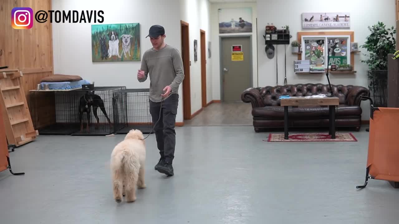 Have ANY dog to walk nice on the leash | 5 MINUTE DOG TRAINING RESULTS!