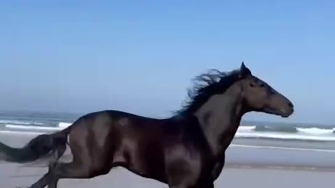 Galloping horses by the sea