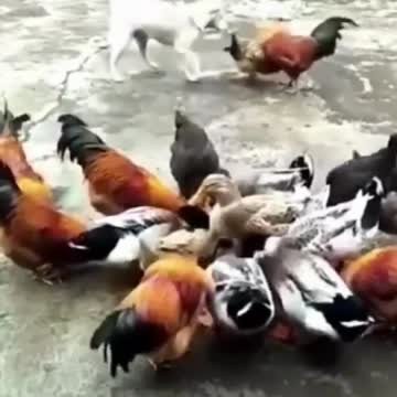 Funny do vs chicken