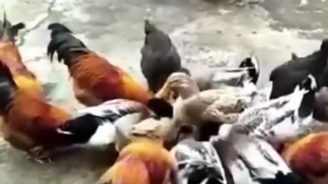 Funny do vs chicken