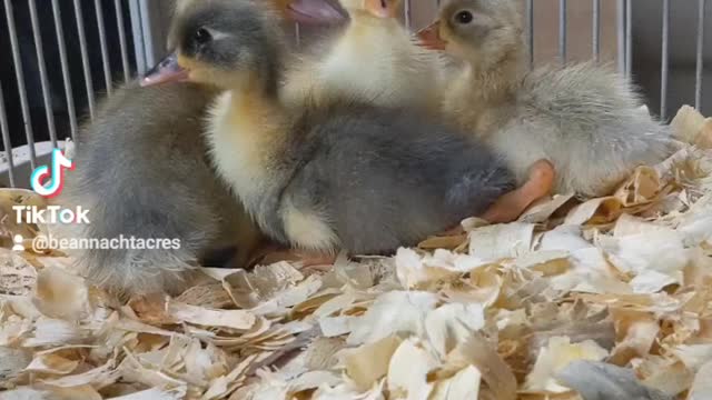 Duckling Cutness