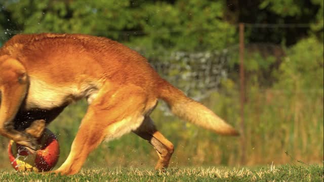 Amazing DOG TRAINING With Ball