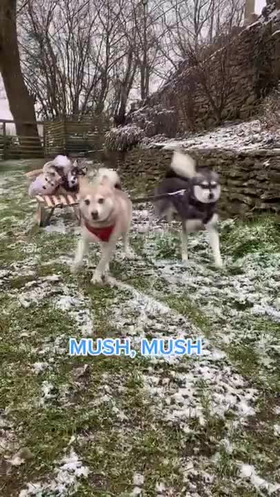 Ultimate Baby Dogs - Cute and Funny Dog Videos Compilation #Shorts