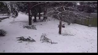 Giant pandas tumble and slide in snow