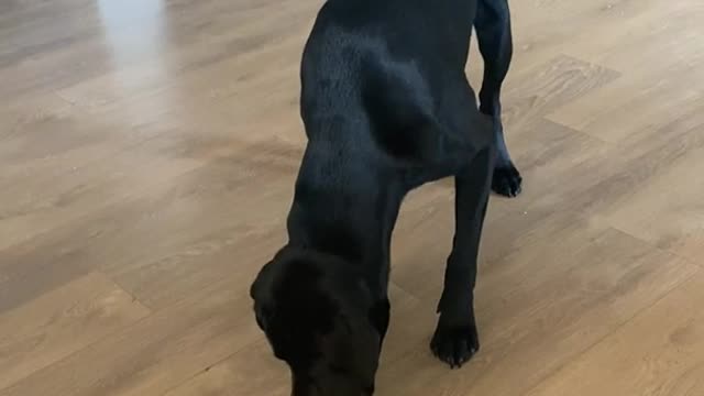 Dog having fun