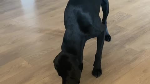 Dog having fun