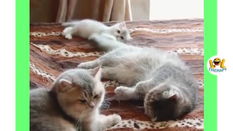 TOP 10 Cute Kittens Doing Funny Things