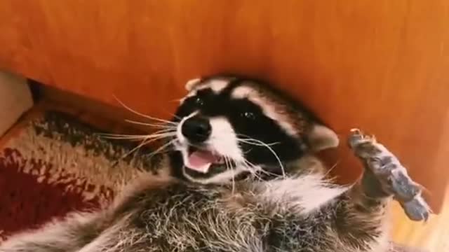 He's like ok,why are we holding are hands up?