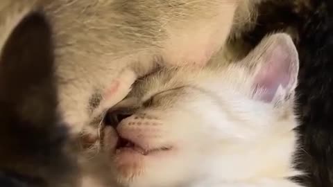 We LOVE cats