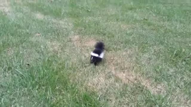 Baby Skunk