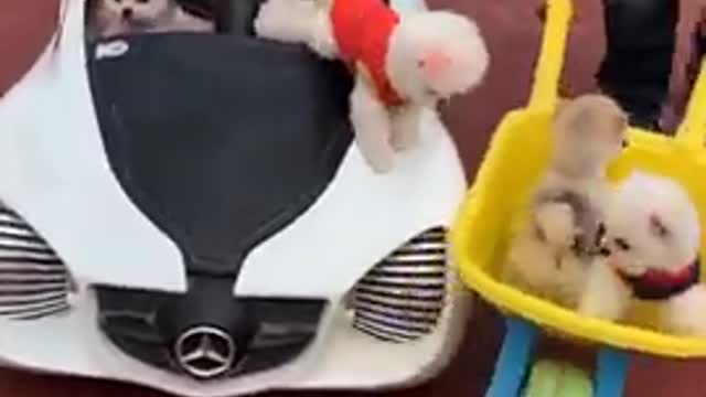 Cutest dogs that make you feel lovely 😹 Funny Animals videos