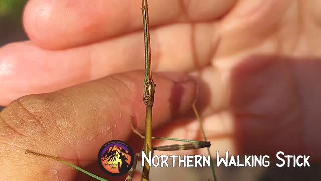 Northern Walking Stick