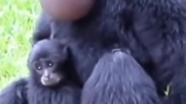 siamang monkey sound #short #video #saimangmonkey