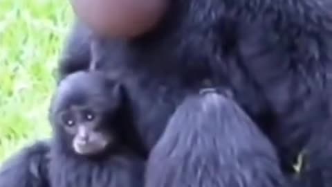 siamang monkey sound #short #video #saimangmonkey