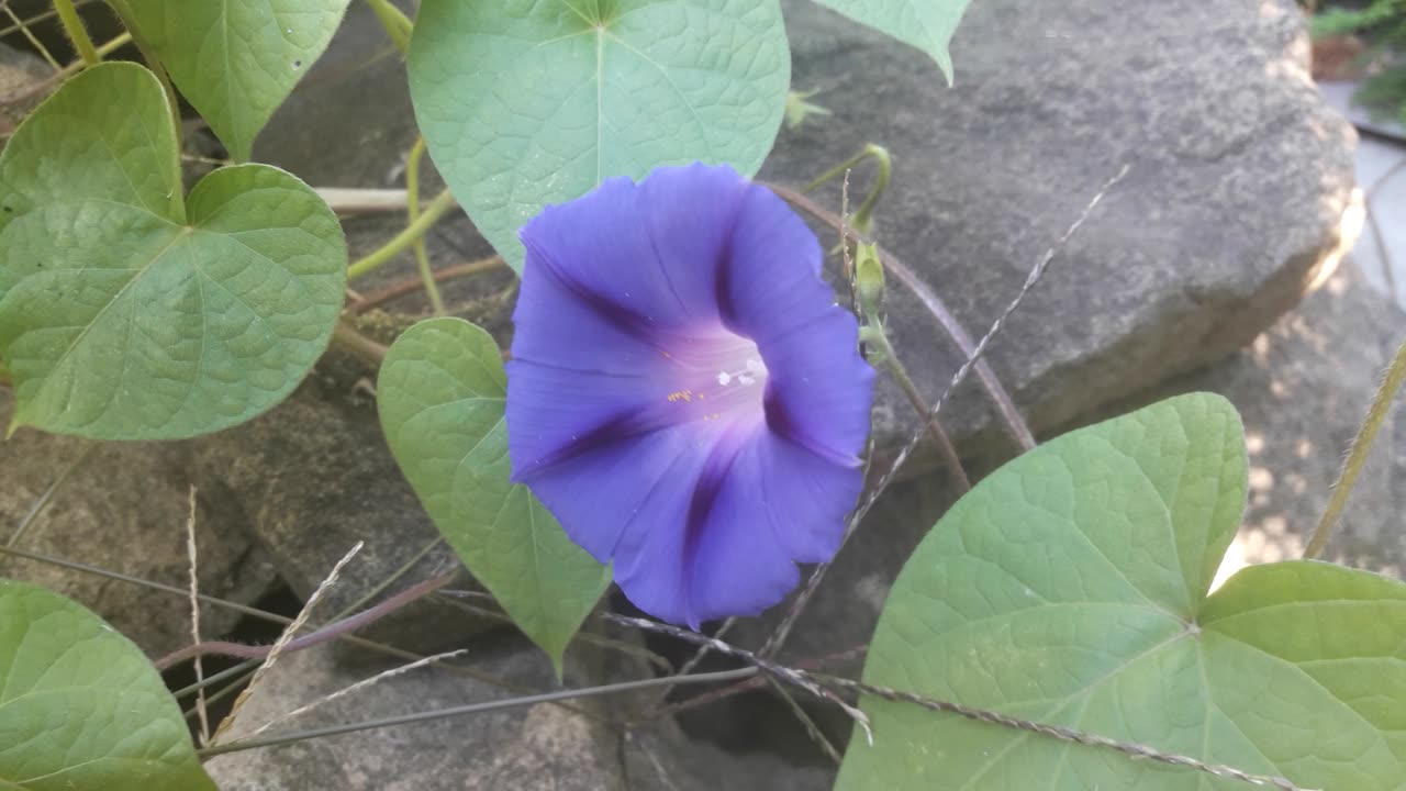 Morning glory