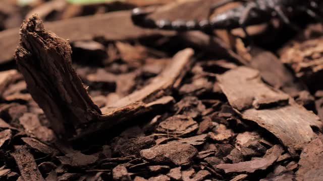 Black scorpion walking closeup