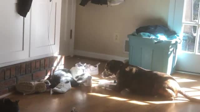 Dog and cat playing animated