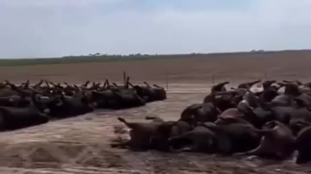 Yellowstone showed how they killed cows. Predictive programming 🐮 🐄