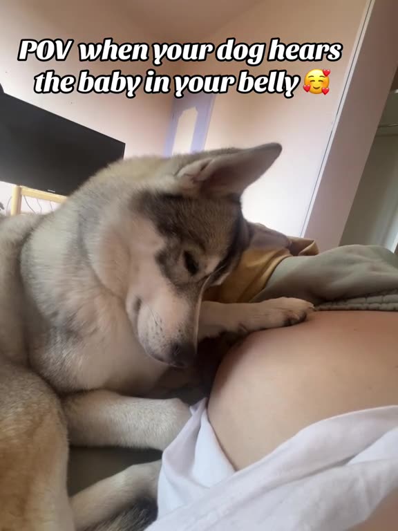 Your Pup Hears Your Baby in Your Belly!