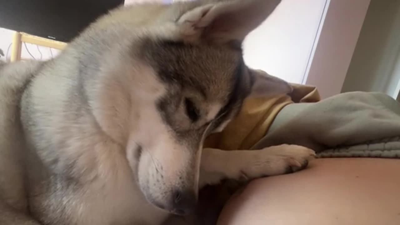 Your Pup Hears Your Baby in Your Belly!
