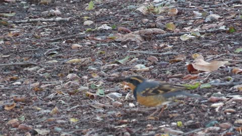 Varied Thrush