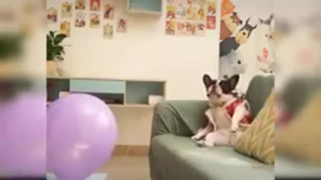 Funny video dog 😂😂😂😂