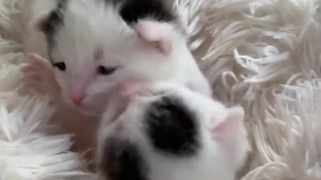 newborn kittens hugging, I love my little brother