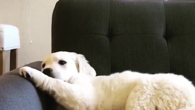 Puppy Decides To Nap Right On Top Of Laptop