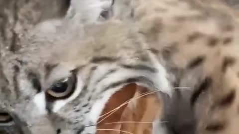 Bobcat hugging his Bro cat friend
