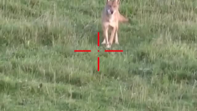 Hunting