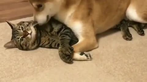 Shiba Inu's Enthusiasm and Cat's Helplessness