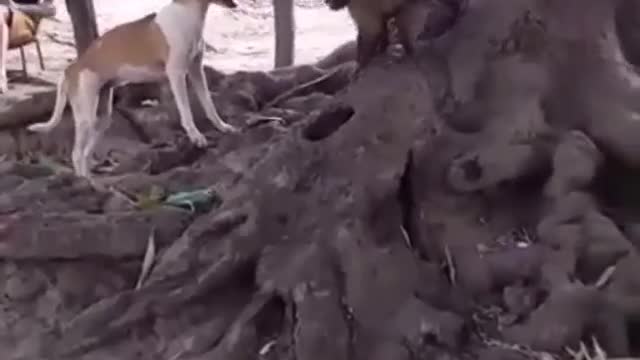 Monkey VS Dog 🐕