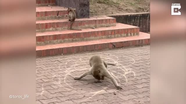 Self Amused Monkey