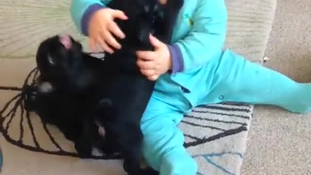 cute Baby laughing at pug puppies