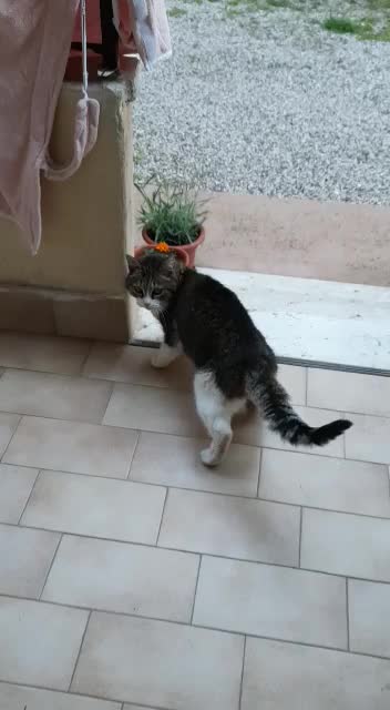 My hangry cat look for food