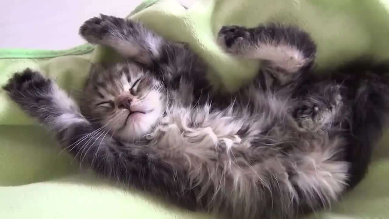 КОШКИ СМЕШНЫЕ КОТЫ 2021 КОТЫ Приколы