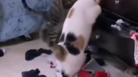 Best Funny Cute Cats Viral Clips