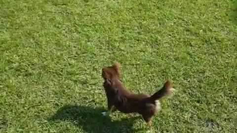 Walking on the grass