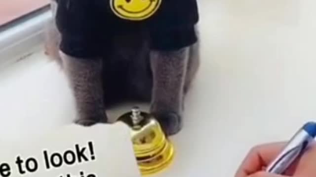 Funny black cat video