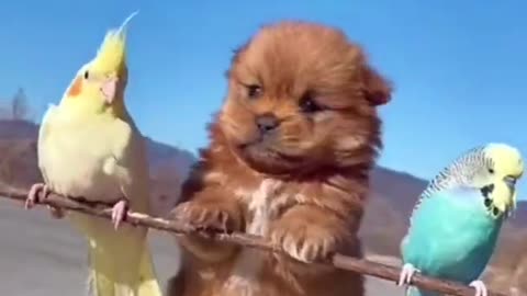 Hilarious Moment: Birds Hitch a Free Ride on a Dog’s Stick