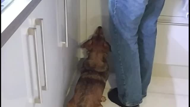 When dad is making food