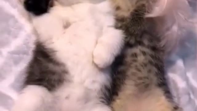 Two cute kitty hugging while sleep