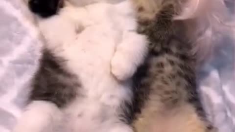 Two cute kitty hugging while sleep