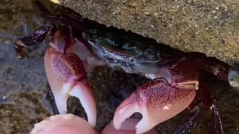 CRAB pedicure ASMR sounds! #shorts #crabs #asmr #pedicure