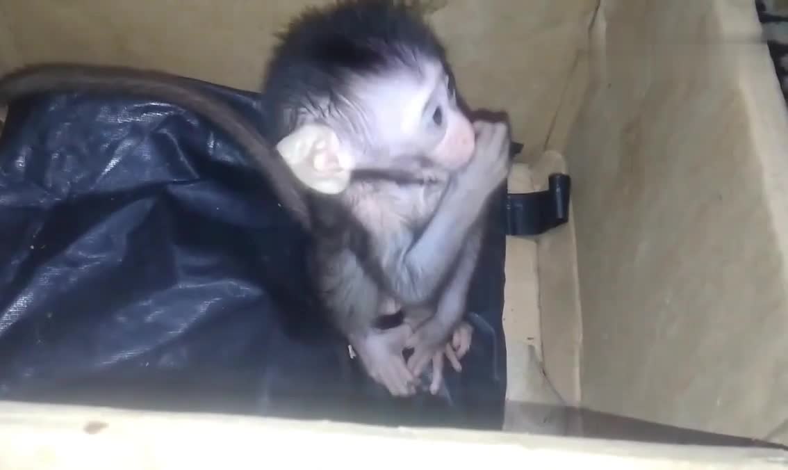 Cute monkey child sucking thumb